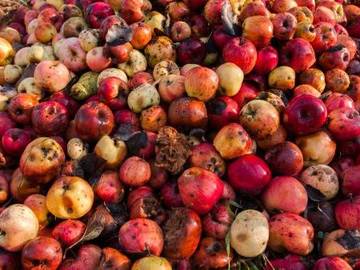 bunch of rotten apples